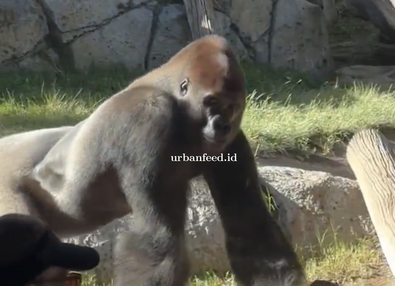 Gorila Pecahkan Kaca di San Diego Zoo, Pengunjung Panik Seperti Rasakan Gempa